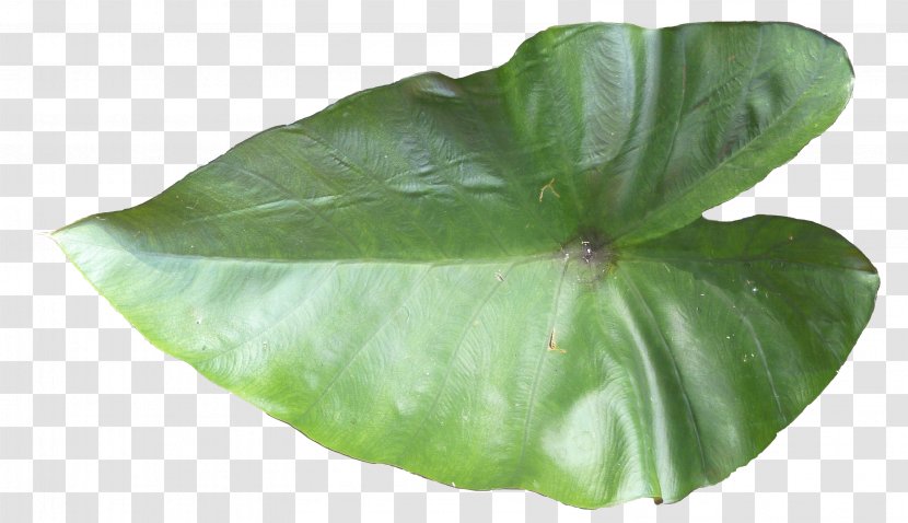 Leaf Thumbnail Information - Cursor Transparent PNG