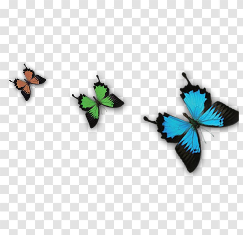 Butterfly Transparency And Translucency Blue - Green Transparent PNG