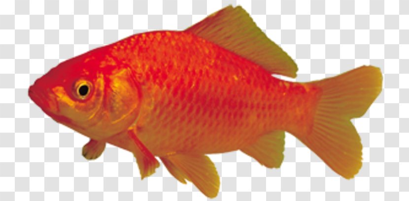 Goldfish Feeder Fish Garden Center Mall Live In Beersheba Aquariums - Organism - Fauna Transparent PNG
