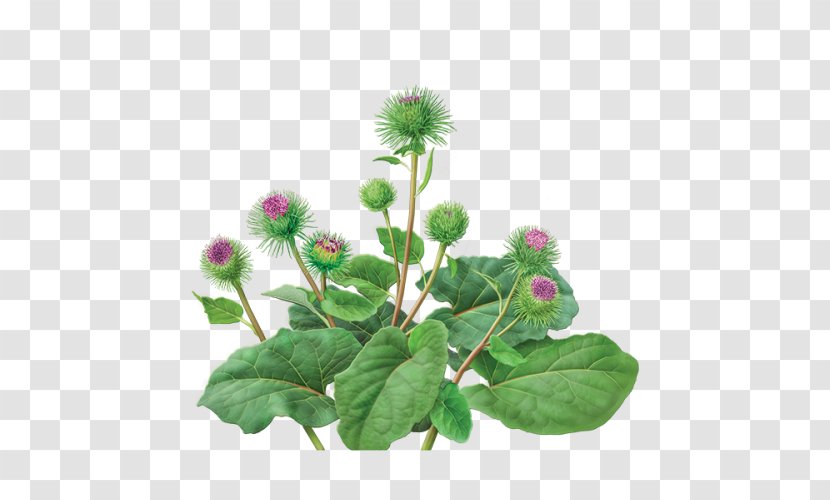 Green Tea Greater Burdock Dandelion And Organic Food - Silybum Transparent PNG