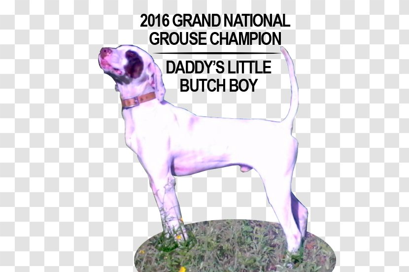 Dog Breed Great Dane Sporting Group Crossbreed Paw - Like Mammal - Grand National Curling Club Transparent PNG