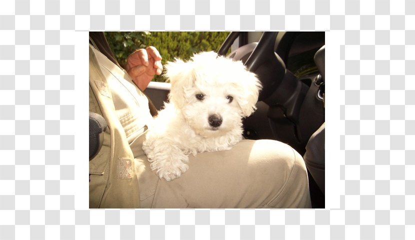 Maltese Dog Bichon Frise Bolognese Havanese Coton De Tulear - Morkie - Puppy Transparent PNG