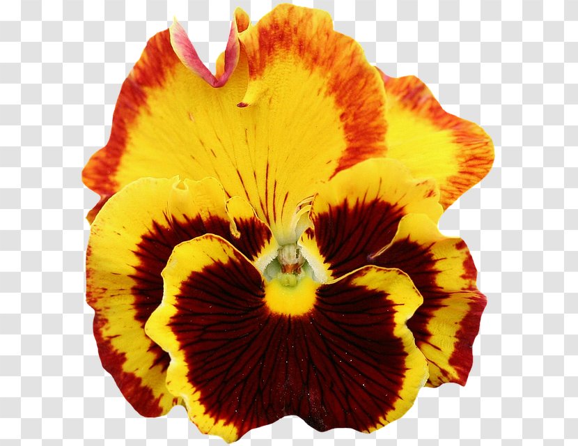 Pansy Flower Garden Clip Art - Petal Transparent PNG