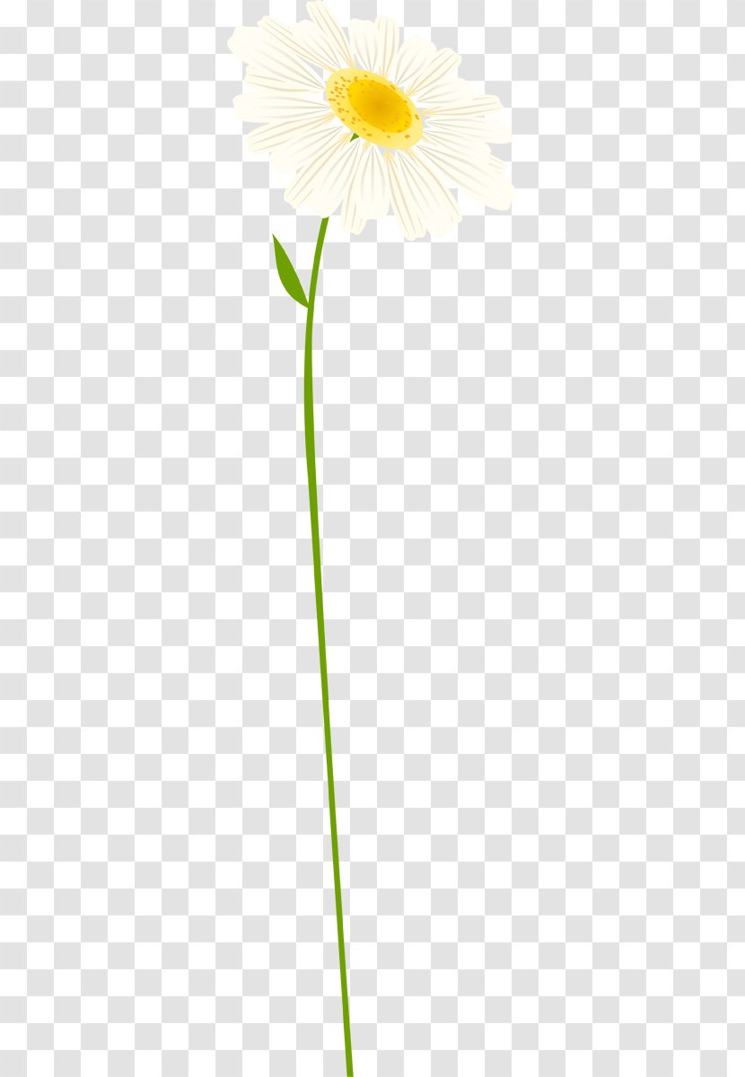 Oxeye Daisy Chamomile Cut Flowers Transvaal - Yellow Transparent PNG