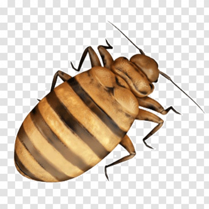 Cockroach Bed Bug Insect - Infestation - Trống Đồng Transparent PNG