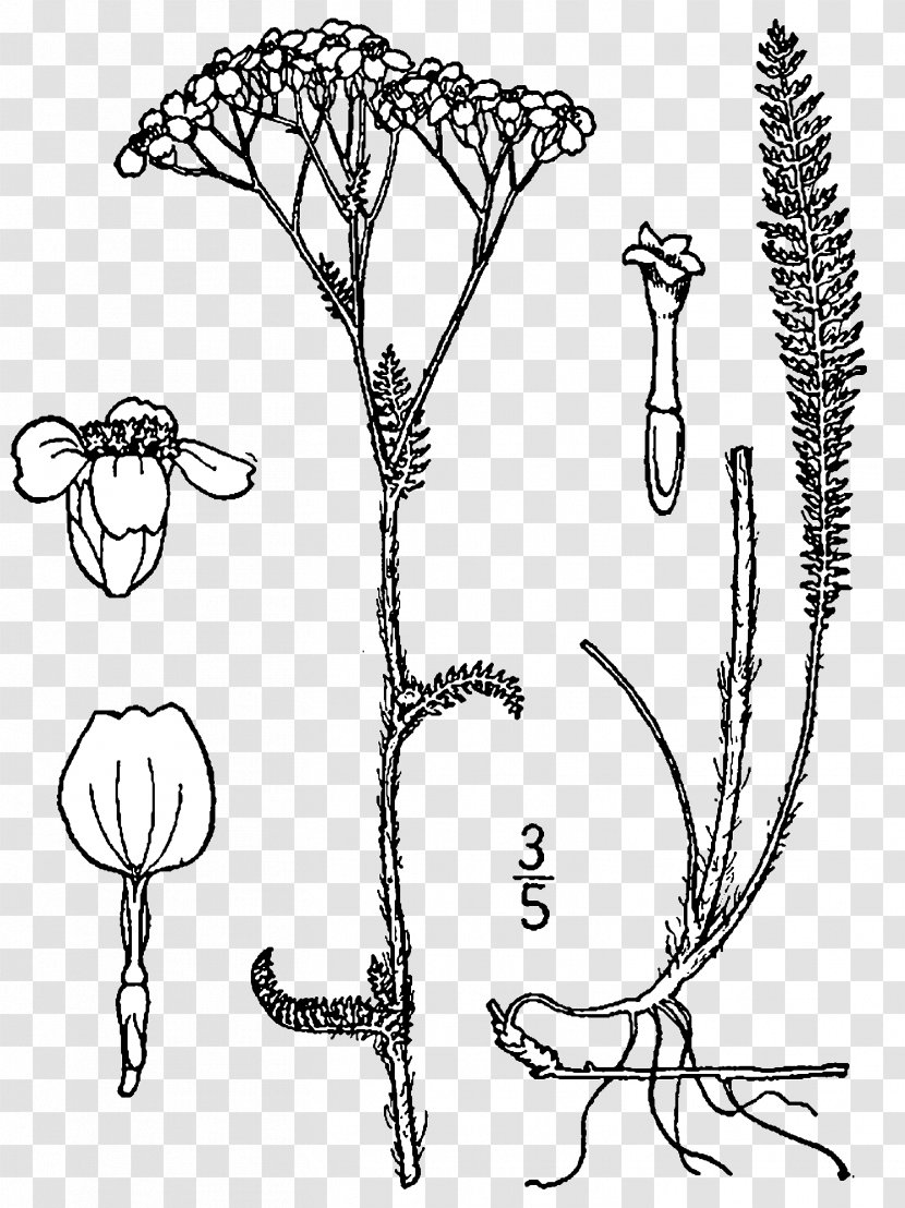 Yarrow Drawing Rhizome Plant Botanical Illustration - Cartoon Transparent PNG