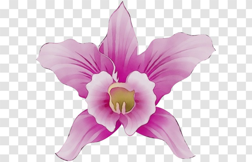 Petal Pink Violet Flower Purple - Lilac - Cut Flowers Magenta Transparent PNG