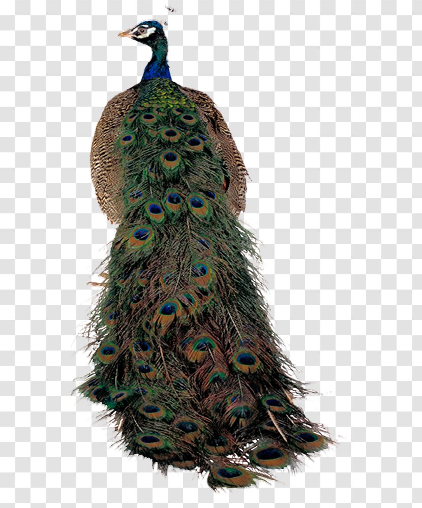 Bird Peafowl - Colorful Proud Peacock Transparent PNG