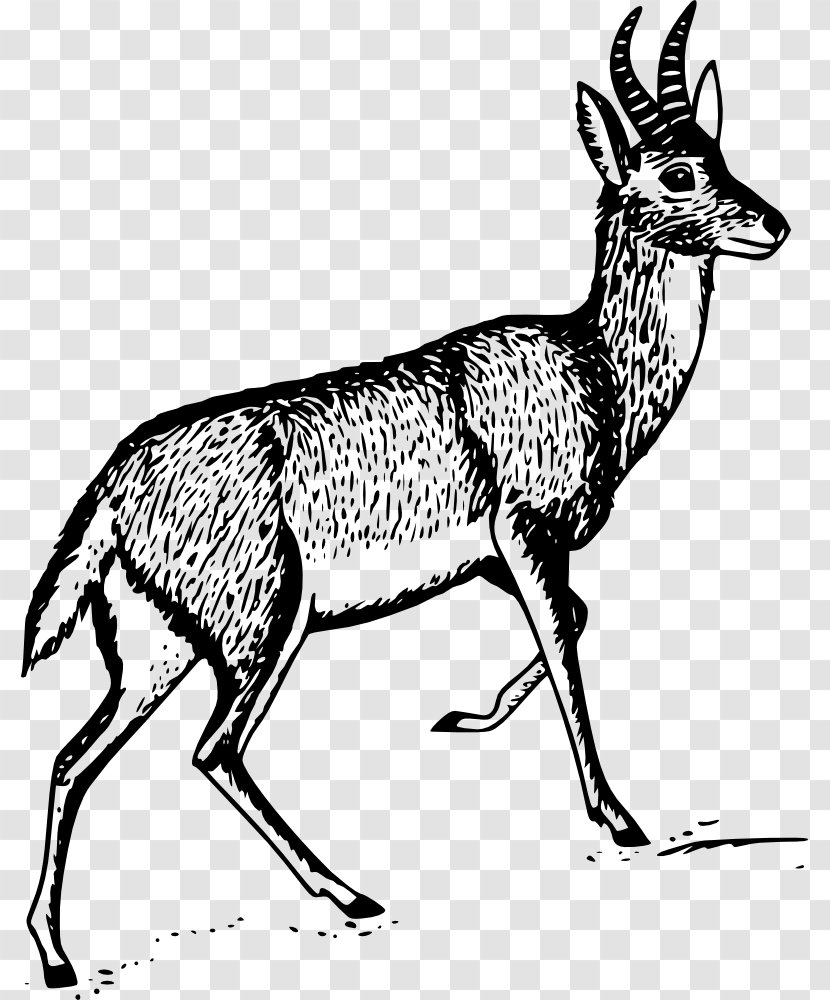 Deer Gazelle Bohor Reedbuck Clip Art - Pack Animal Transparent PNG