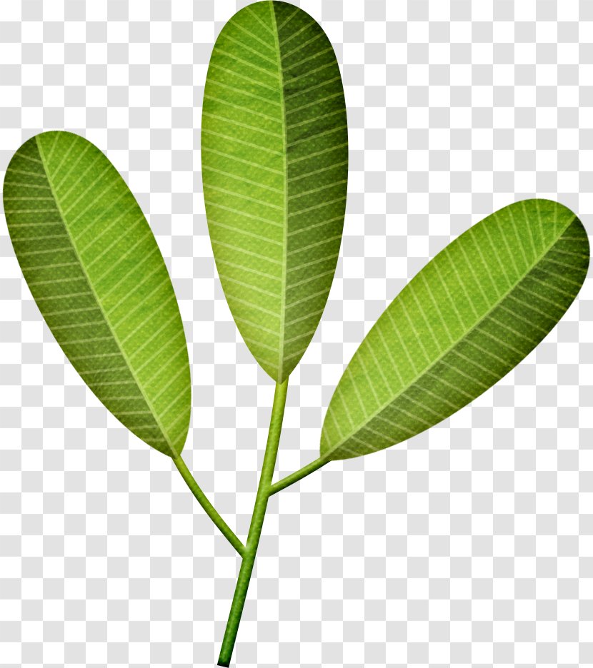 Leaf Frangipani Drawing Plant Stem Photography - Vector Transparent PNG