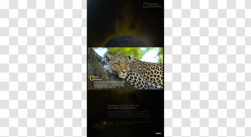 Big Cat Video Mammal Multimedia - Geographic Transparent PNG