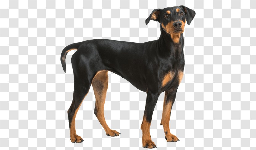 Dobermann German Pinscher Miniature Manchester Terrier English Toy - Puppy Transparent PNG