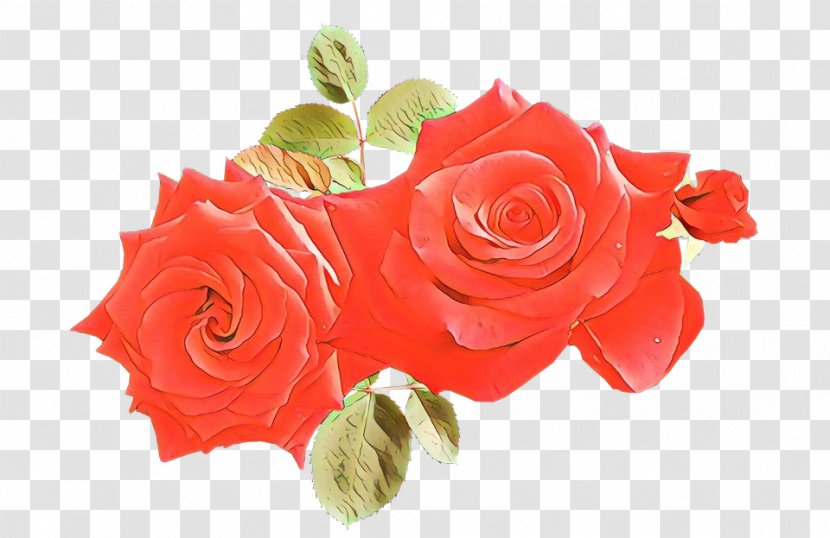 Garden Roses - Plant - Orange Transparent PNG