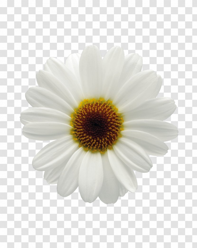 Common Daisy Marguerite Oxeye Chrysanthemum Flower Transparent PNG