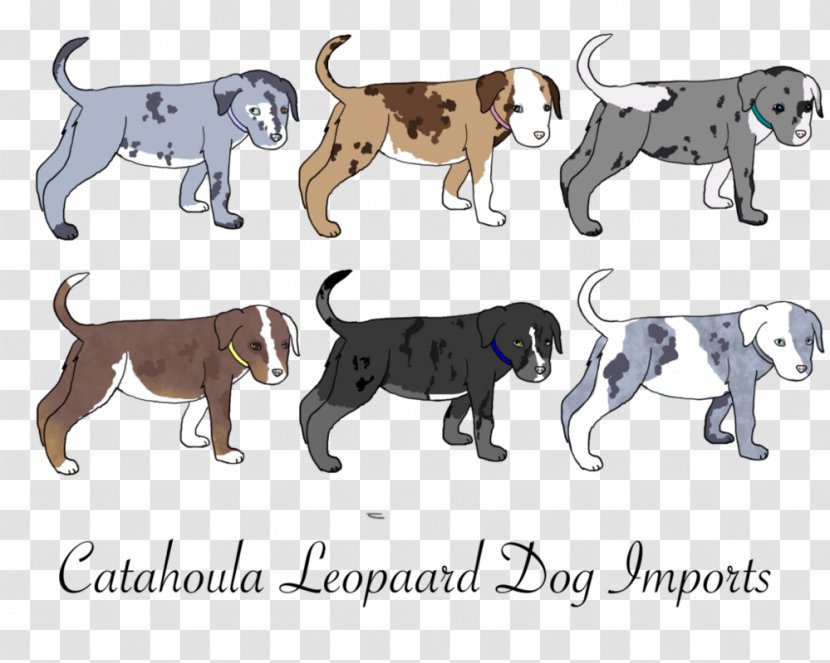 Dog Breed Puppy Non-sporting Group Cat - Carnivoran Transparent PNG