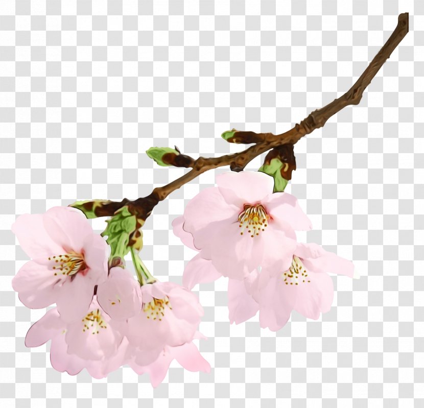 Photography Image Desktop Wallpaper Cherry Blossom - Plant - Spring Transparent PNG