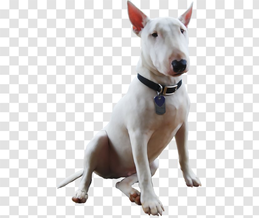 Miniature Bull Terrier And Old English White - Net - Icelandic Sheepdog Transparent PNG