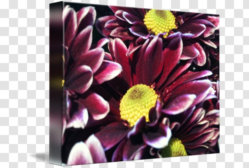 Chrysanthemum Floral Design Dahlia Cut Flowers - Plant - Anne Amie Vineyards Transparent PNG