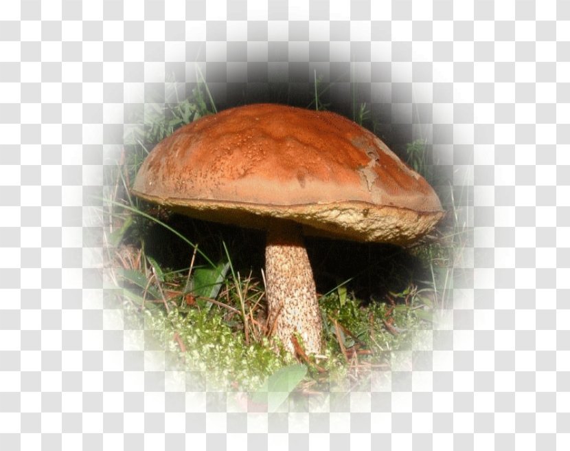 Shiitake Penny Bun Boletus Edulis Mushroom Bolete Transparent PNG