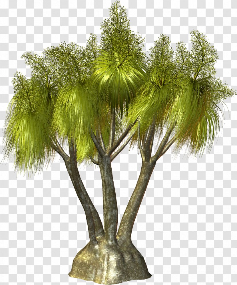 Tree Arecaceae Plant Clip Art - Palm Transparent PNG