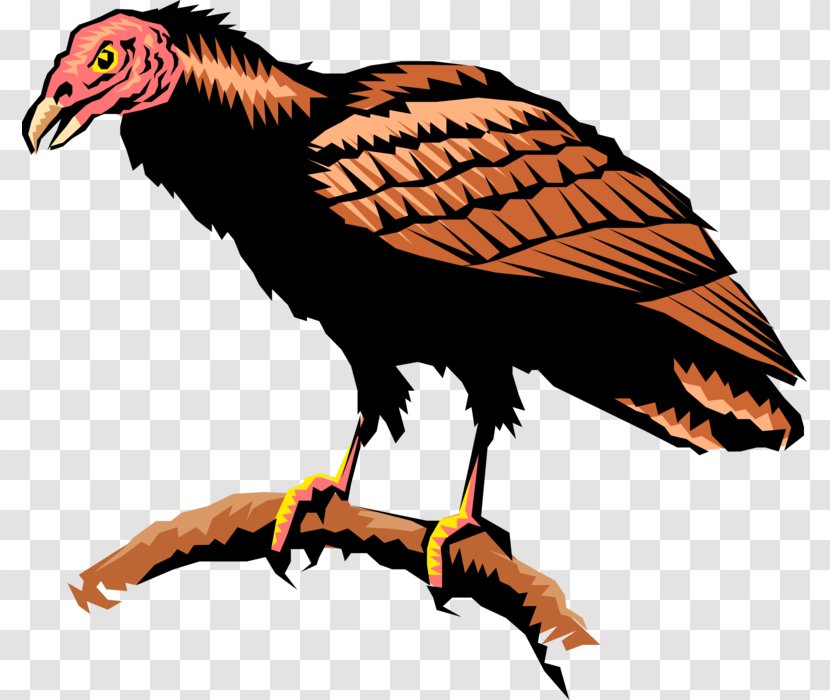 Turkey Vulture Andean Condor Hawk Clip Art Bird Eagle Transparent Png,Semiformal