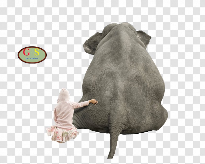 Elephantidae Animal Dog Transparent PNG