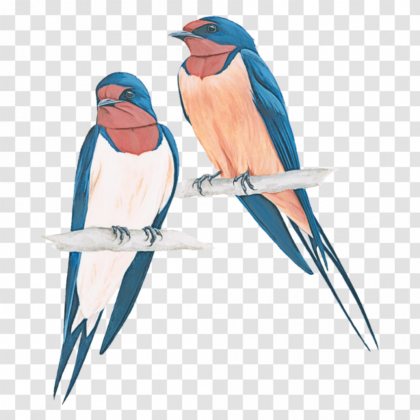Bird Beak European Swallow Bluebird Songbird Transparent PNG