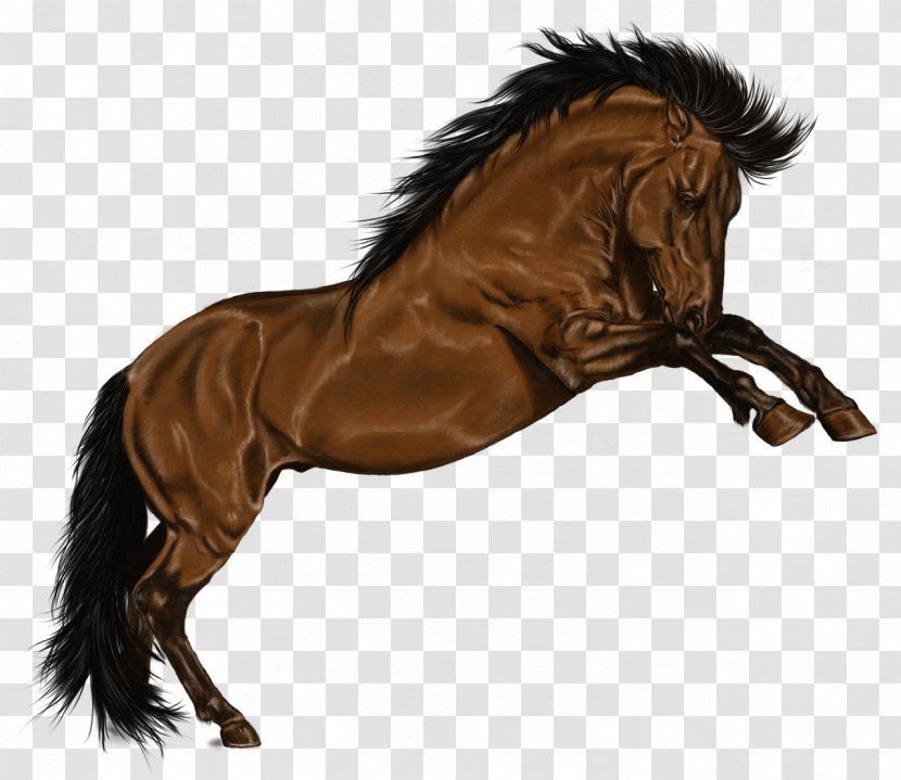 Stallion Mustang Rein Show Jumping Transparent PNG