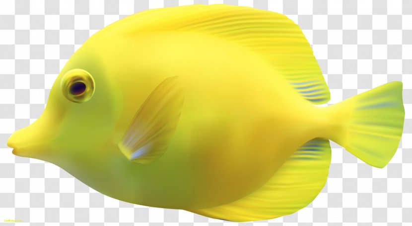 Desktop Wallpaper Fish Clip Art - Beak Transparent PNG