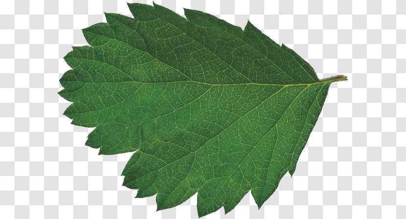 Leaf Bladnerv CMYK Color Model - Megabyte - Leaves Transparent PNG