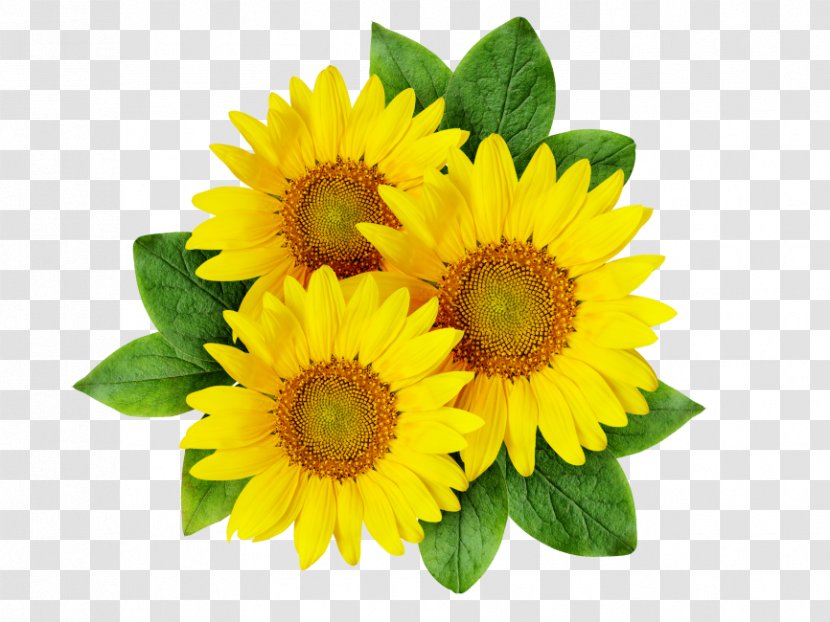 Common Sunflower Clip Art Image Drawing Transparent PNG