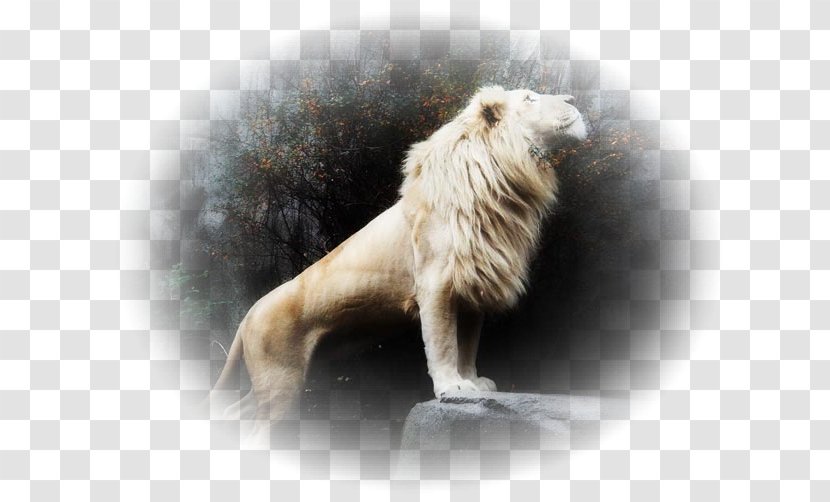 White Lion Cat Fur Heaven - Elohim Transparent PNG