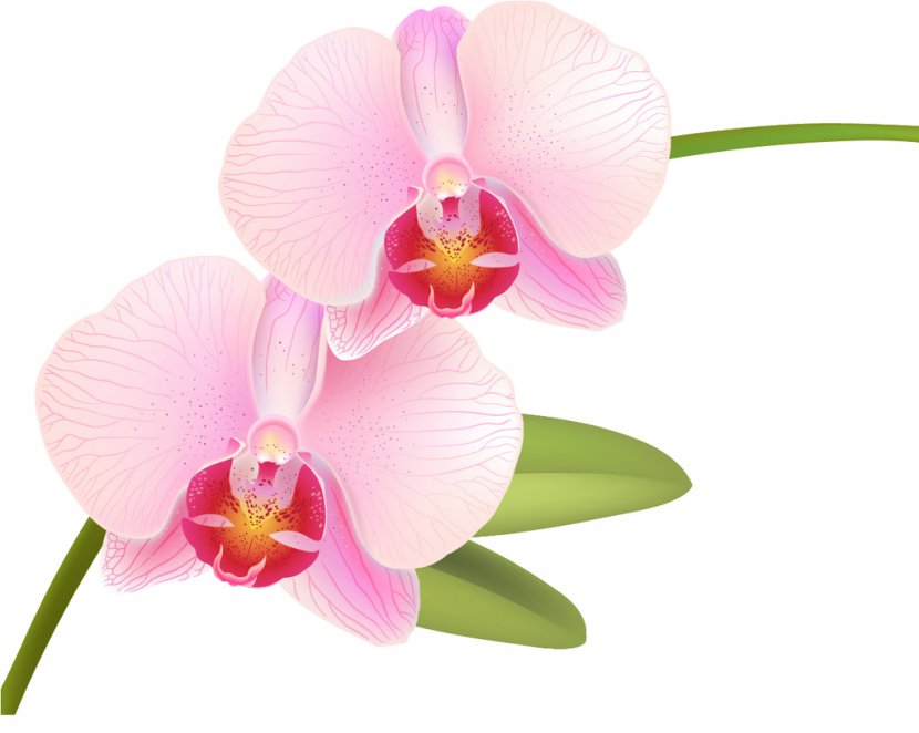 Moth Orchids Rose - Plant Transparent PNG
