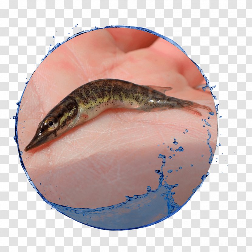 Fish .cf - Fauna Transparent PNG