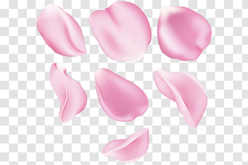 Pink Petal Tulip Herbaceous Plant - Flower Transparent PNG