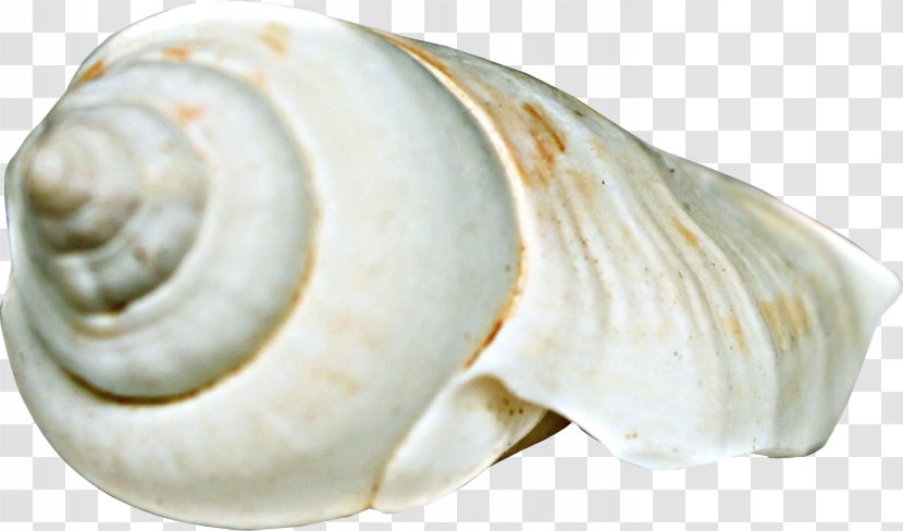 Sea Snail Seashell Beach Clip Art - Conch Transparent PNG