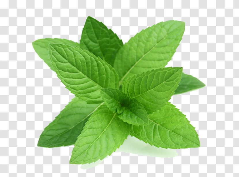 Peppermint Mentha Spicata Herb Pennyroyal Oil Transparent PNG