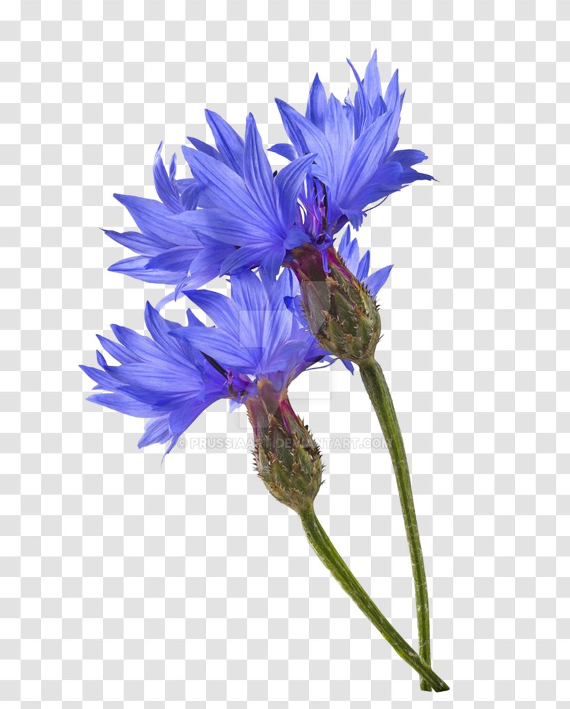 Cornflower Blue Photography Flower - Wildflower - Maize Plant Transparent PNG