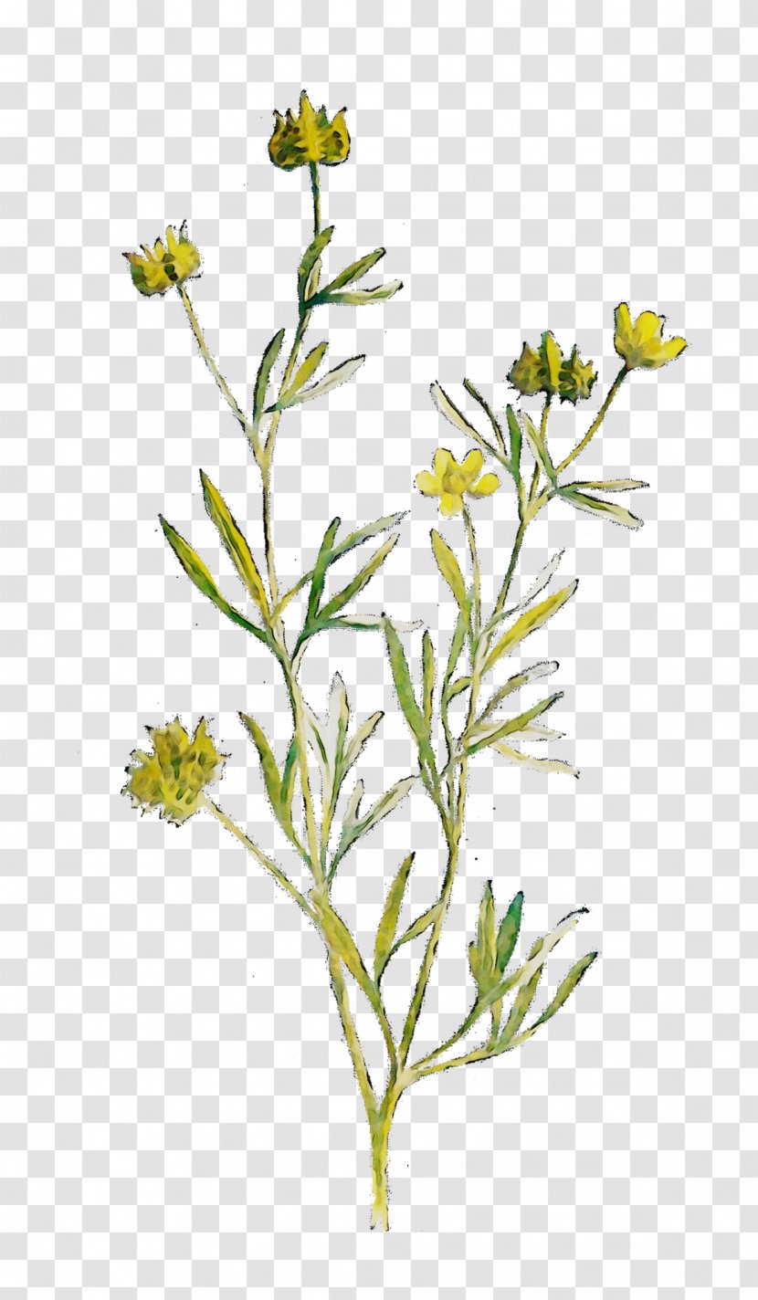 Twig Plant Stem Mustard Flower Subshrub - Herb Transparent PNG