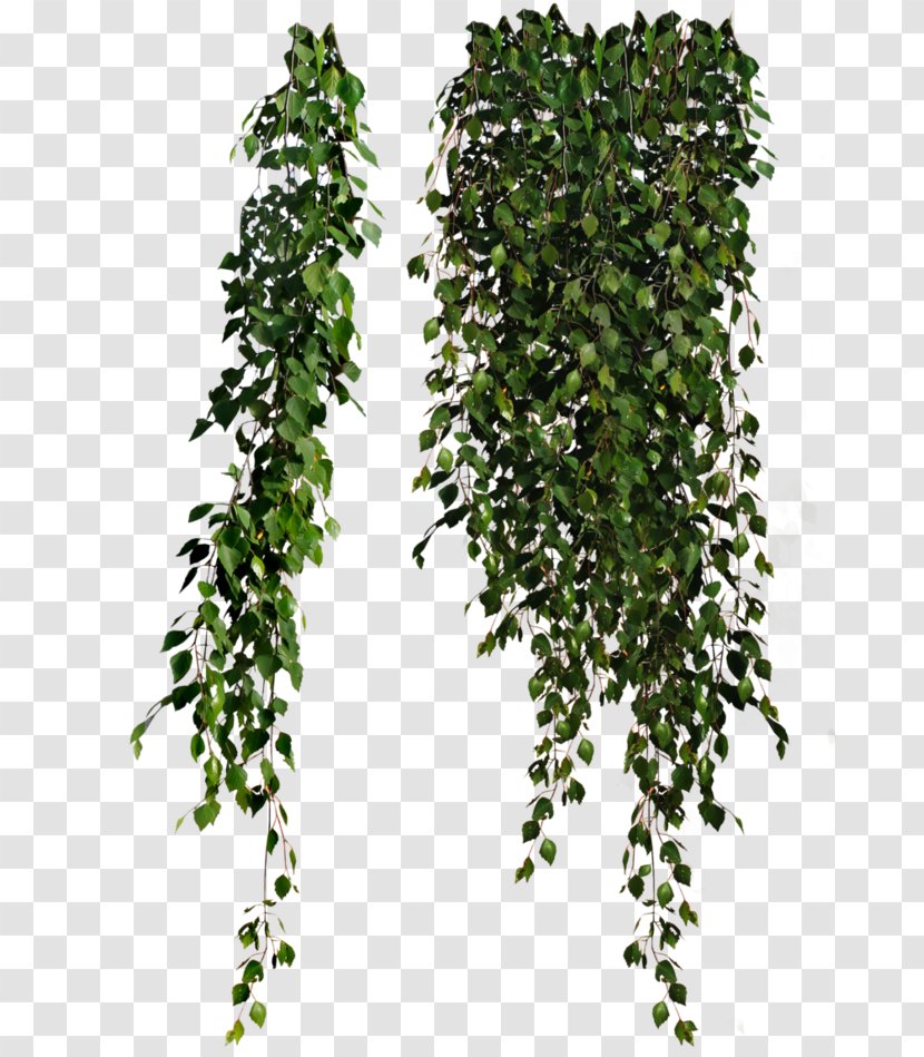 Plant Leaves Common Ivy Clip Art - Leaf - Hanging Flower Transparent PNG