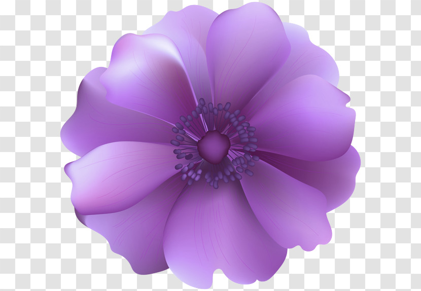 Floral Design Transparent PNG