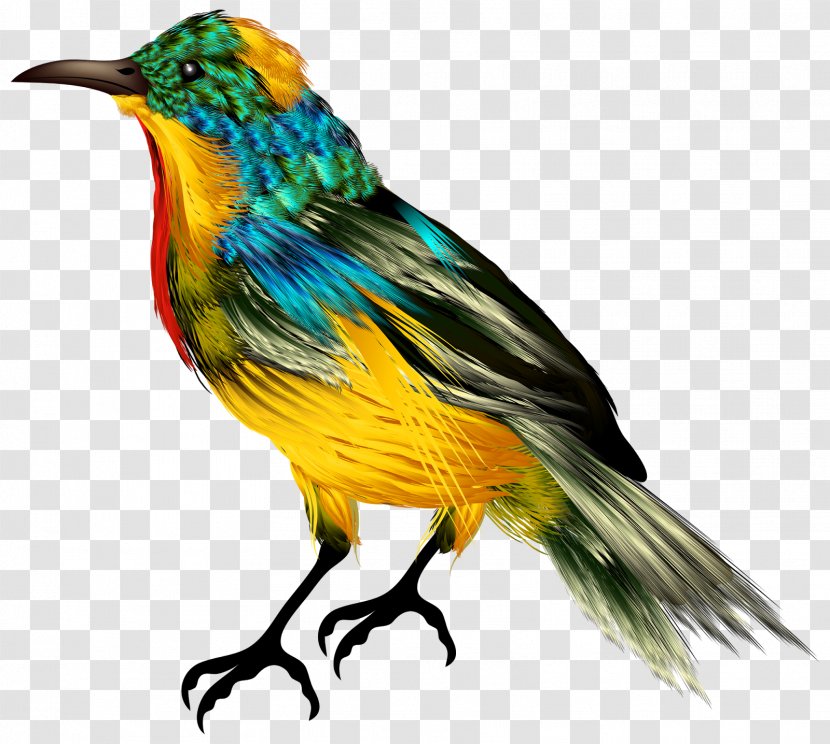 Hummingbird Desktop Wallpaper Clip Art - Songbird - Bird Transparent PNG