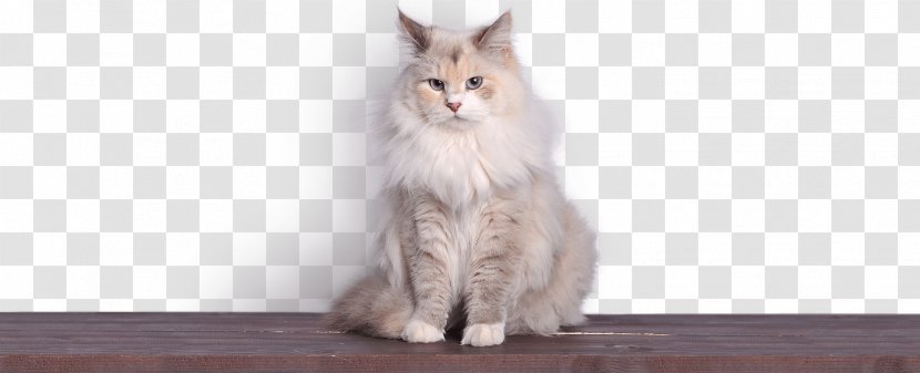 Maine Coon Whiskers Raccoon Fur - Cat Transparent PNG