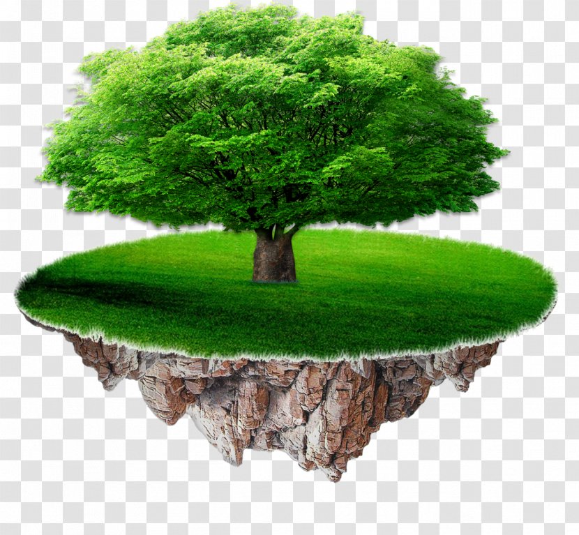 China Life Insurance Company Human Resource Management - Evergreen - A Tree On Suspended Island Transparent PNG