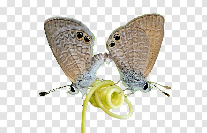 Moth M. Butterfly - Moths And Butterflies - Dragonflies Transparent PNG