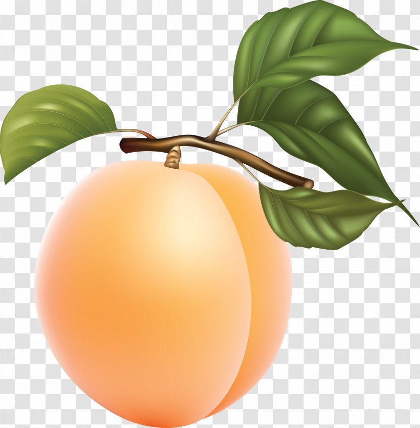 Fruit Photography Clip Art - Peach - Apricot Transparent PNG