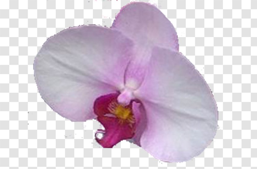 Christmas Orchid Moth Orchids Pansy Violet Transparent PNG