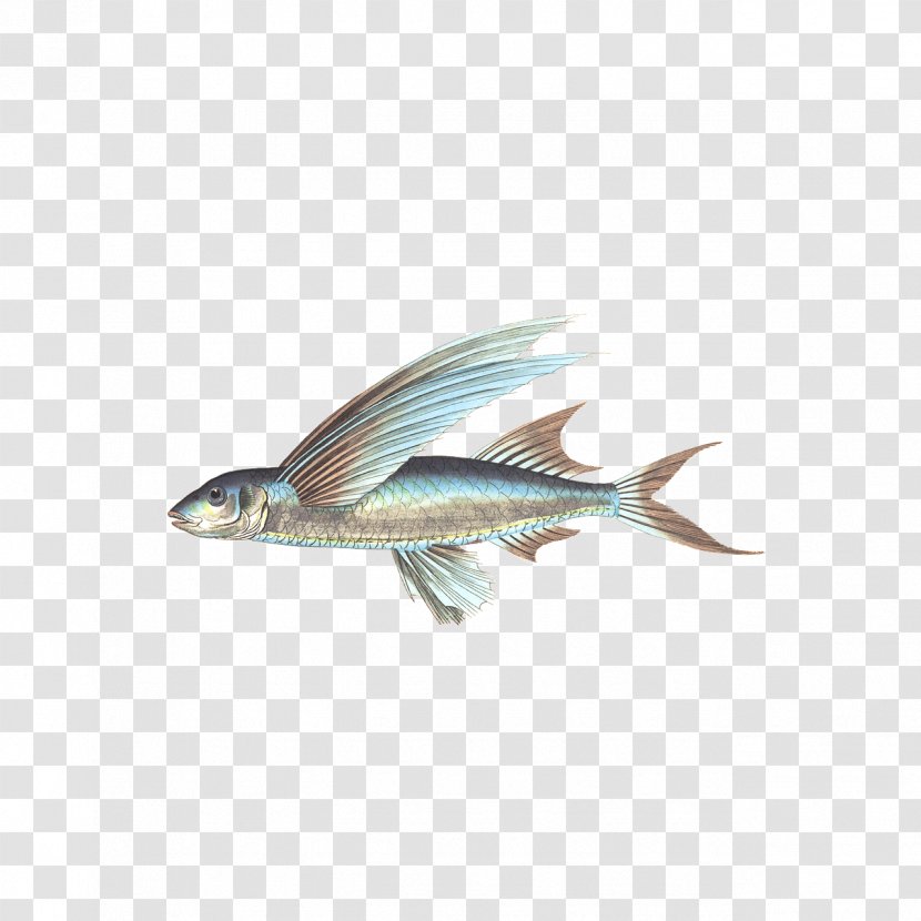 Fishing Seafood - Tail - Fishes Transparent PNG