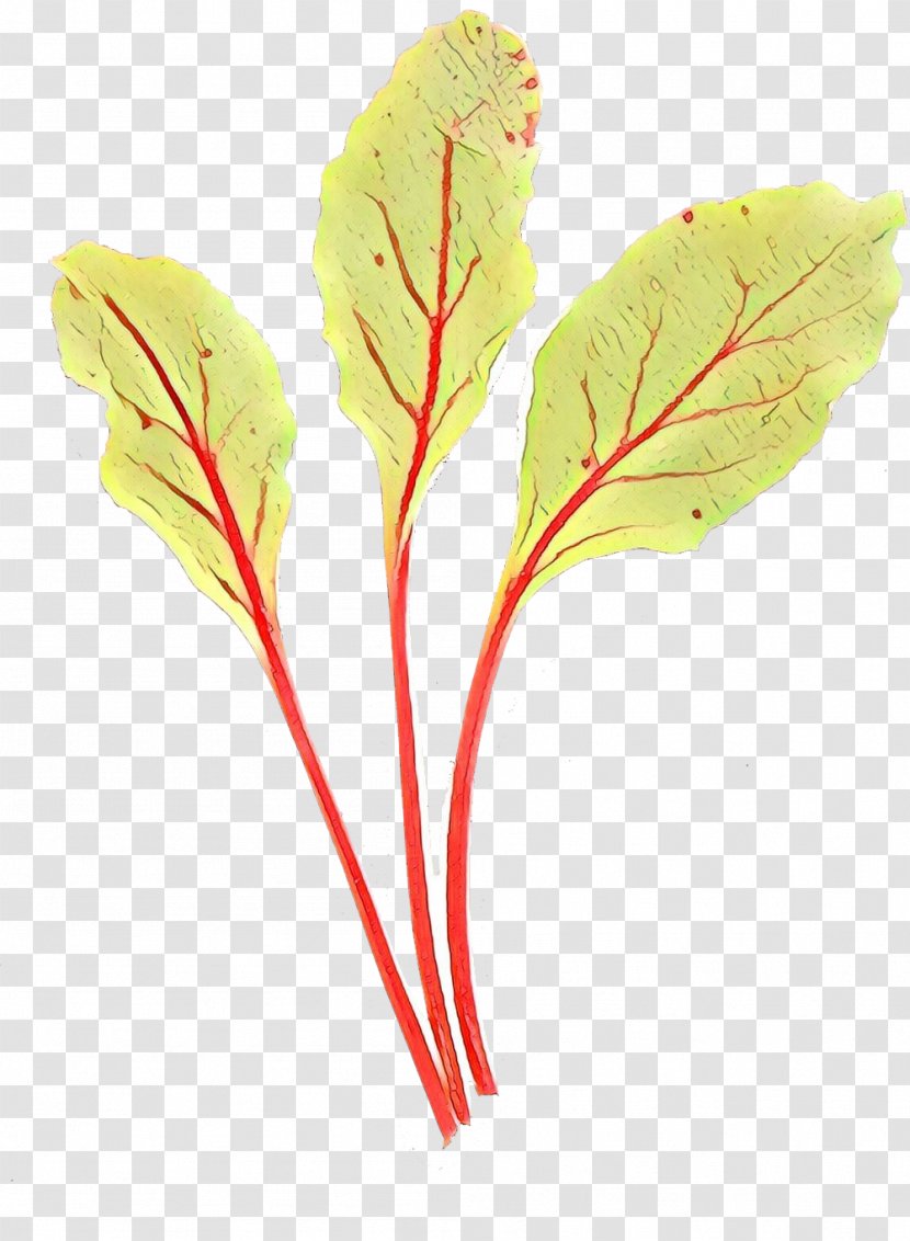 Plants Background - Leaf Vegetable - Sorrel Beetroot Transparent PNG
