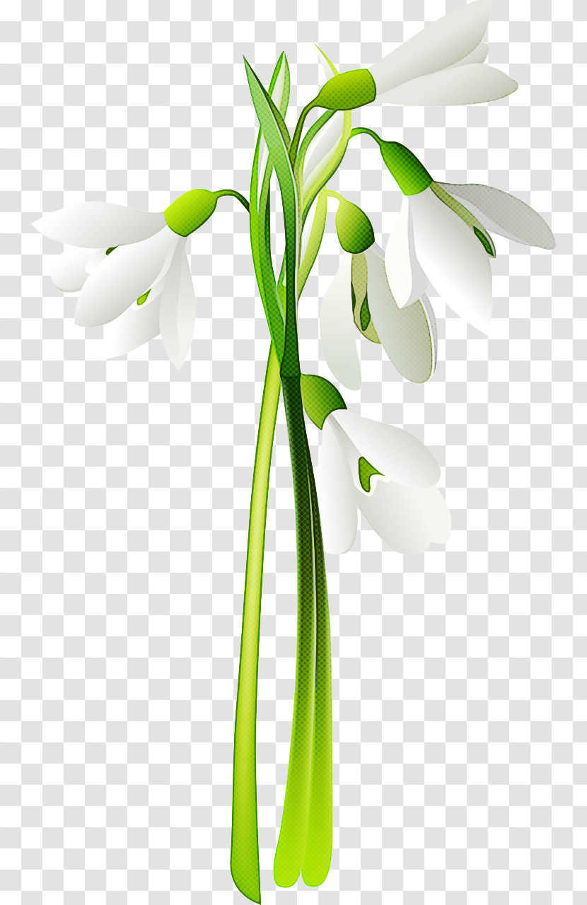 Flower Snowdrop Plant Galanthus Plant Stem Transparent PNG